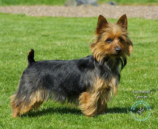 Australian Terrier 9R044D-70.JPG